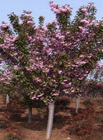 樱花树5-1.jpg